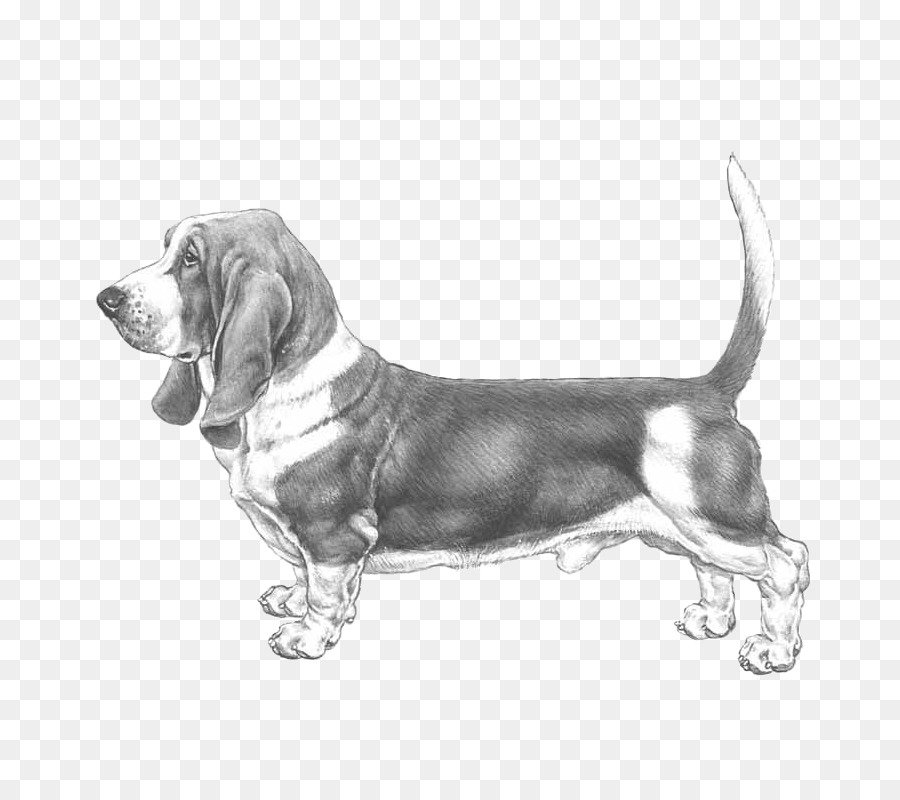 Perro，Mascota PNG