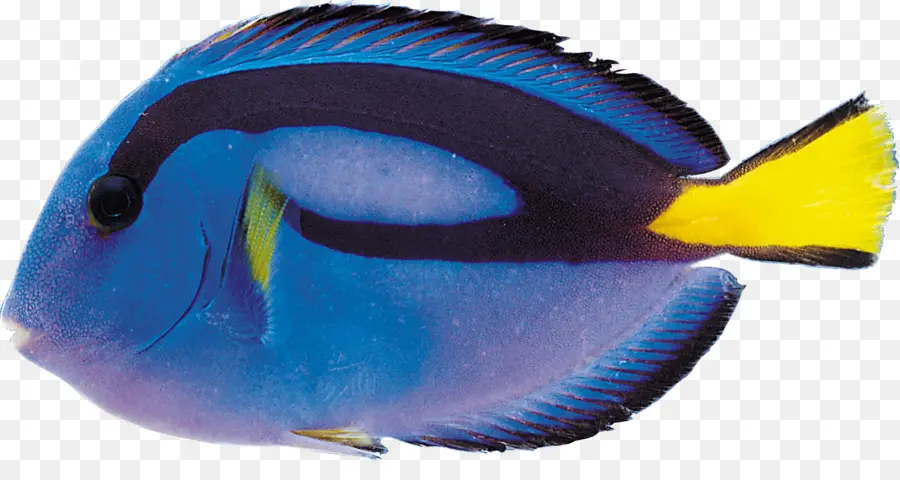 Pez，Tiburón PNG