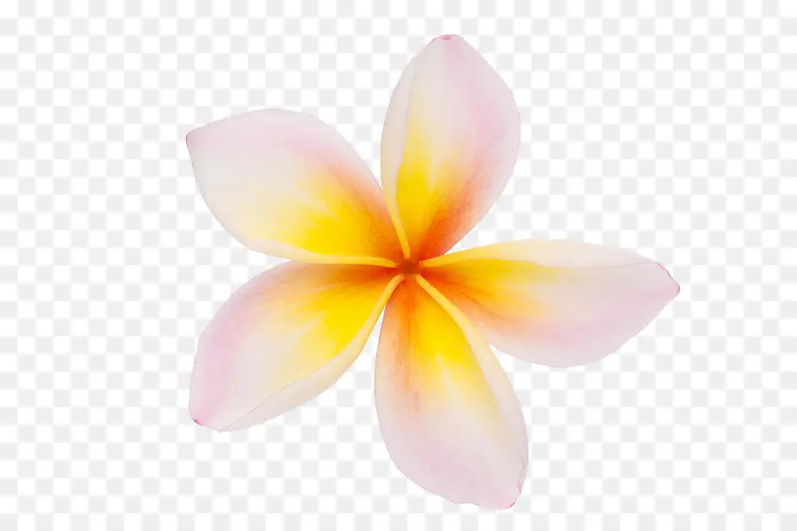 Frangipani，Flor PNG