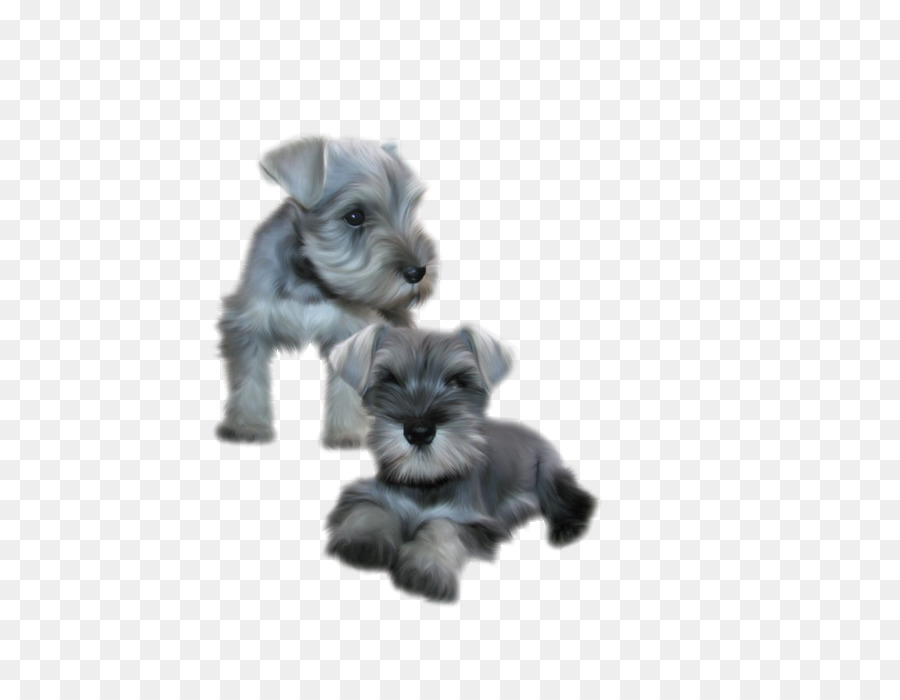 Schnauzer Miniatura，Schnauzer PNG