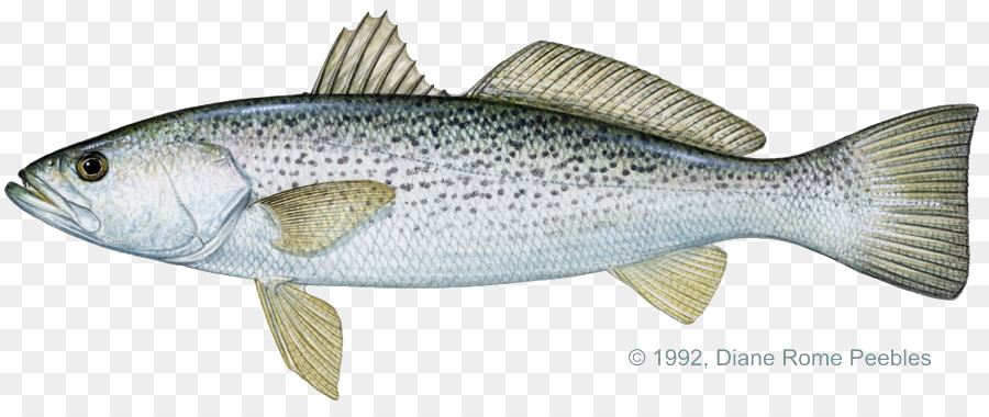 Pez Débil，Seatrout Manchado PNG