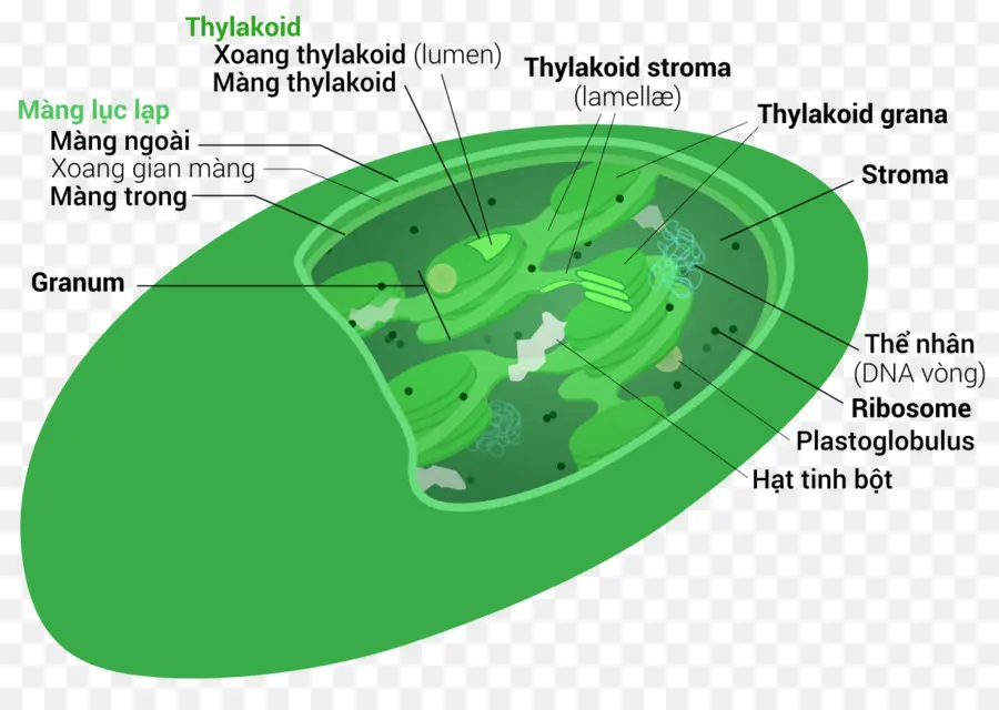 Cloroplasto，Tilacoide PNG