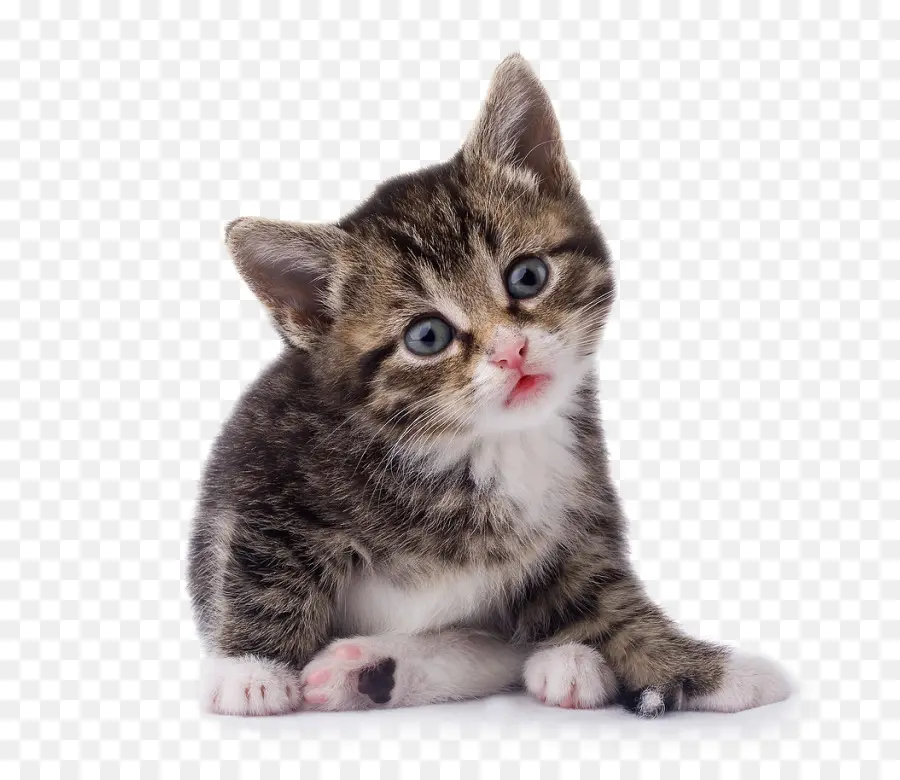 Gatito，Mascota PNG