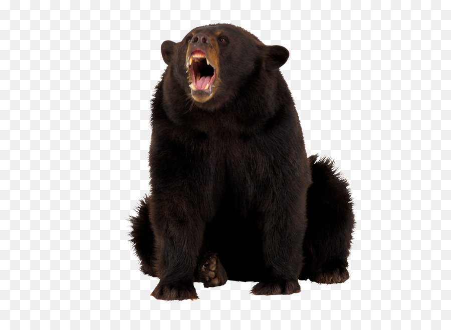 Oso Negro，Oso PNG