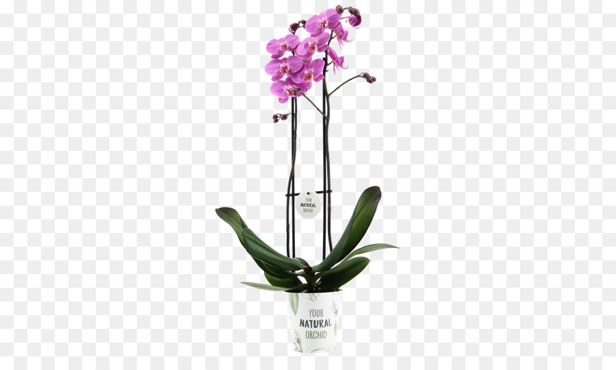 Orquídea，Flor PNG