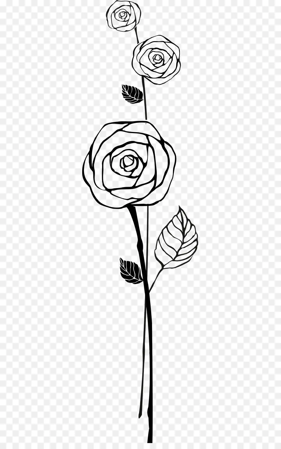 Rosa Blanca Y Negra，Planta PNG