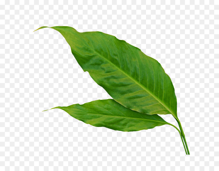 Hoja，Banana PNG