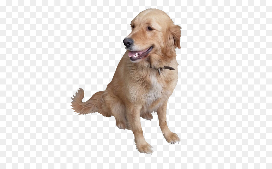 Cachorro Marrón，Perro PNG