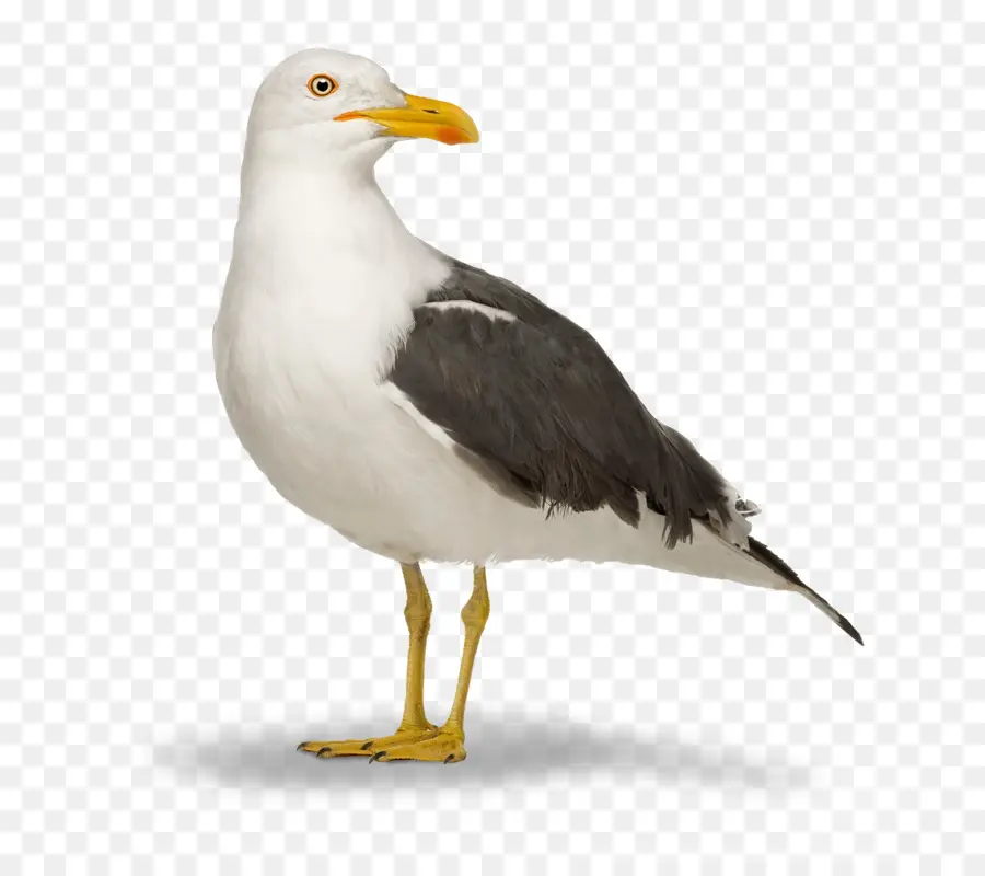 Gran Gaviota De Retroceso，Gaviota De Arenque Europeo PNG