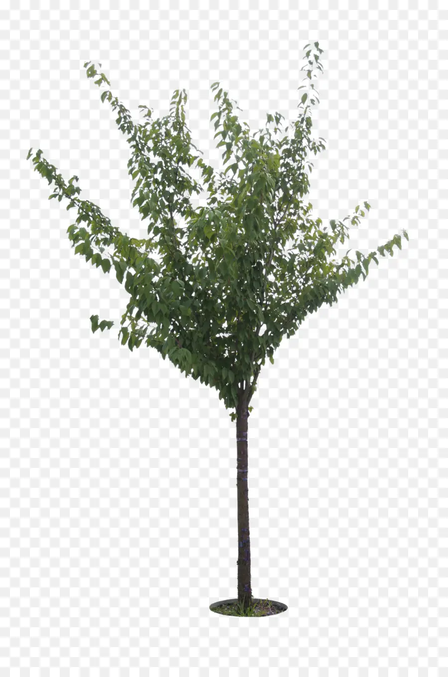 árbol，Palmeras PNG