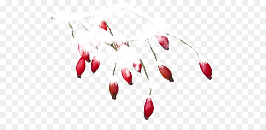 Frutos Rojos，Rojo PNG