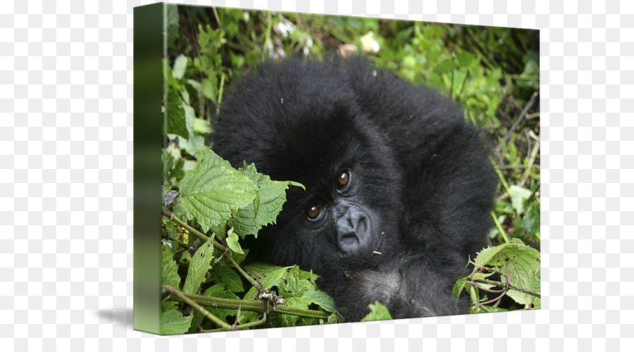 Gorila Occidental，Chimpancé PNG