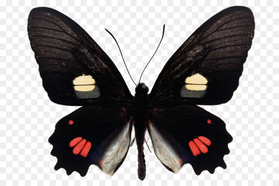 Mariposa，Mariposas PNG