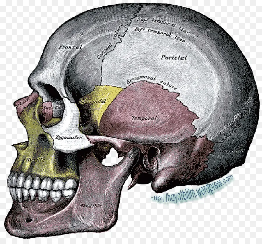 Cráneo Humano，Anatomía PNG