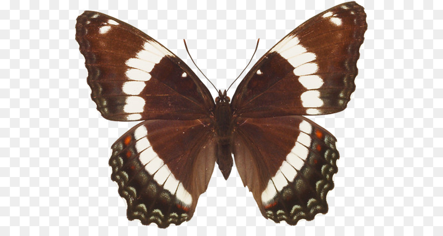 Mariposa，La Polilla PNG