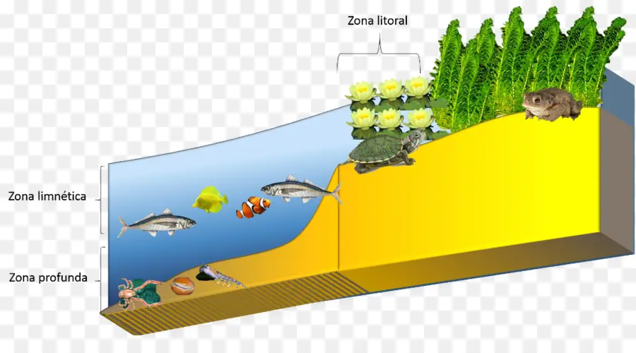 Zona Litoral，Fitoplancton PNG