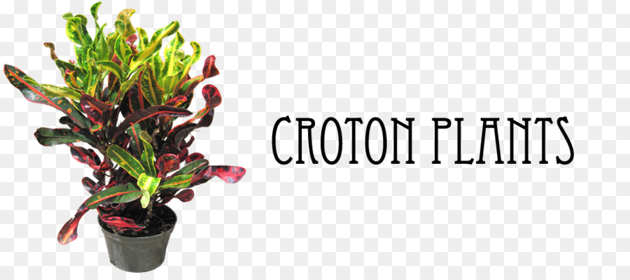 Croton De Jardín，Planta De Casa PNG