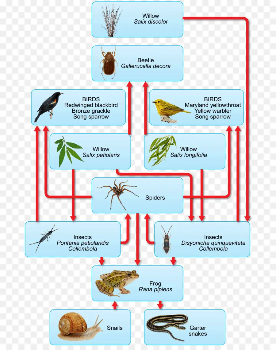 Cadena De Comida，Ecosistema PNG