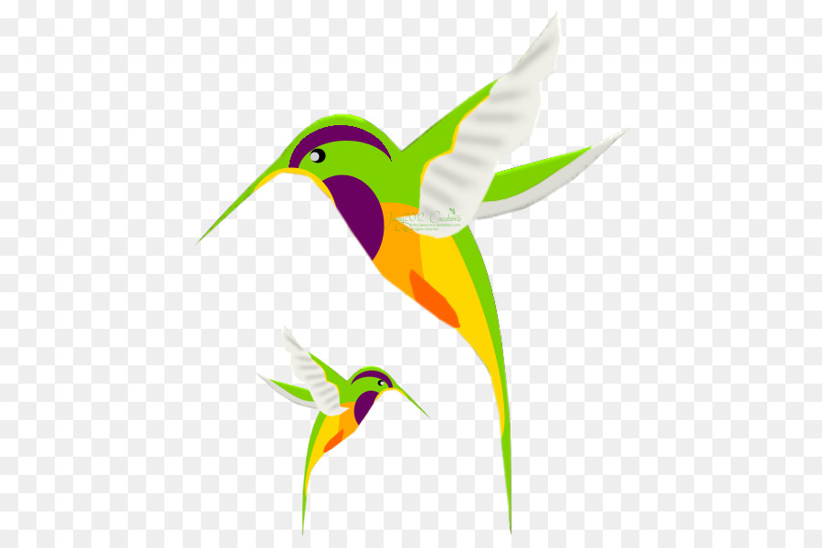 Colibríes，Pájaros PNG