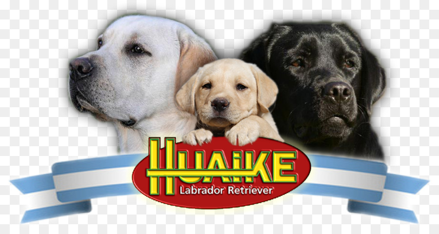 Labrador Retriever，Cachorro PNG