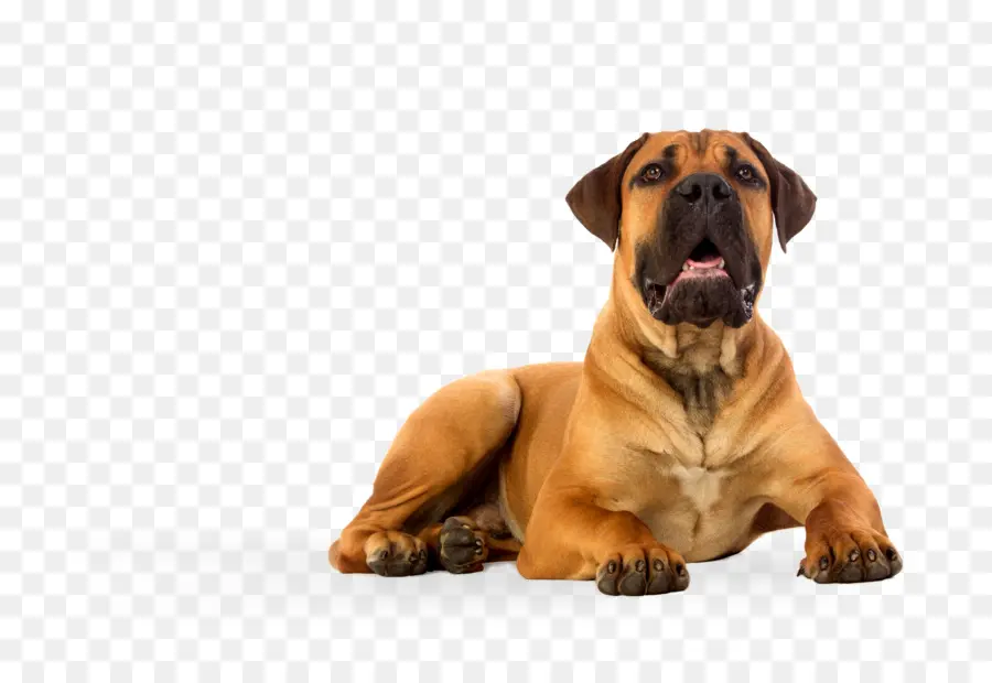 Perro，Mascota PNG