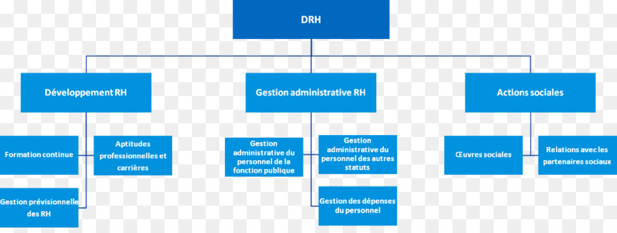 Gestión De Recursos Humanos，Organización PNG