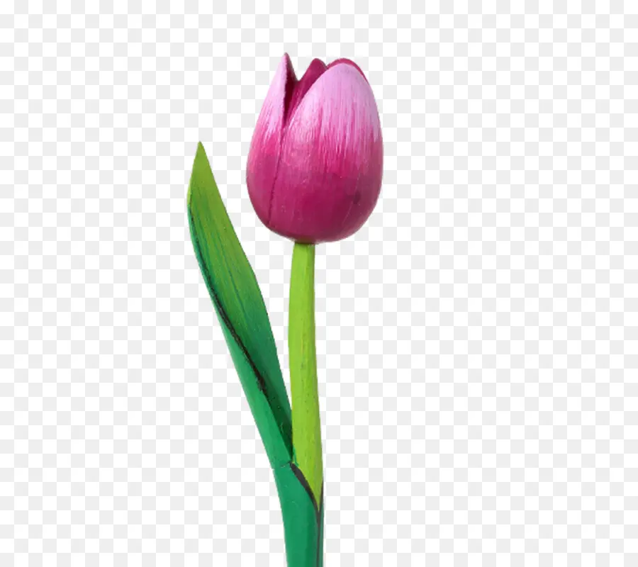 Tulipán，Cortar Flores PNG