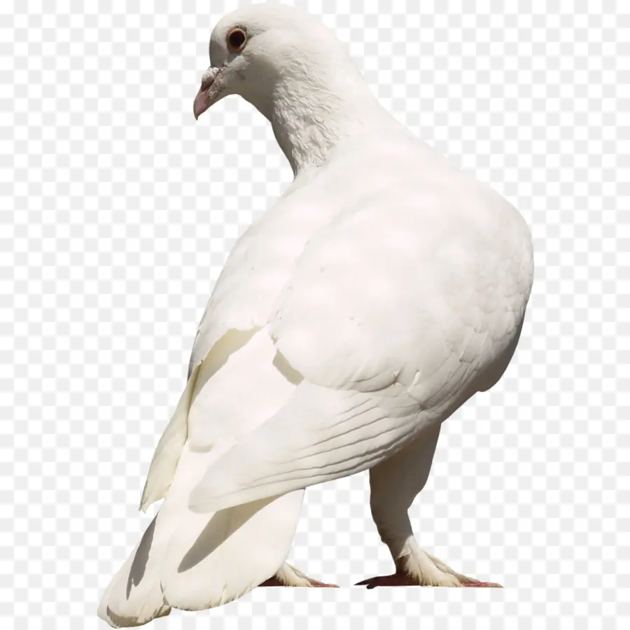 Columbidae，Pico PNG