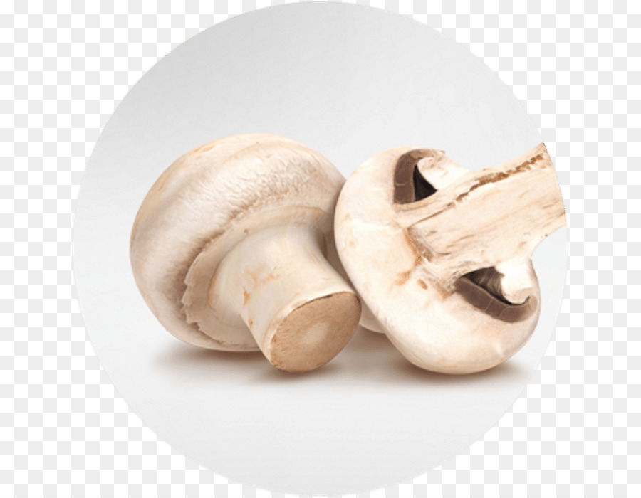 Seta Común，Pleurotus Eryngii PNG