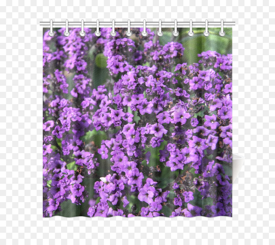 Lavanda Inglesa，Violeta PNG