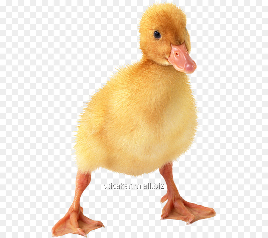 Pato，Proyecto De Pato Amarillo PNG