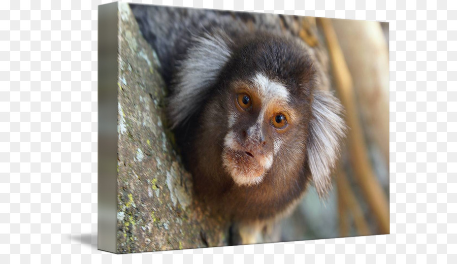 Macaco，Tití PNG