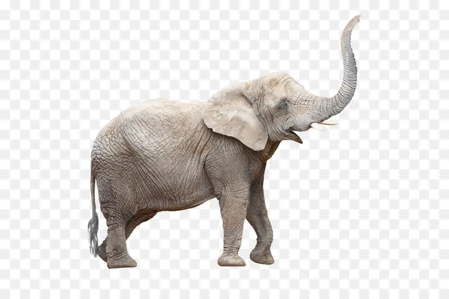 Elefante Indio，Elefante Africano De Sabana PNG