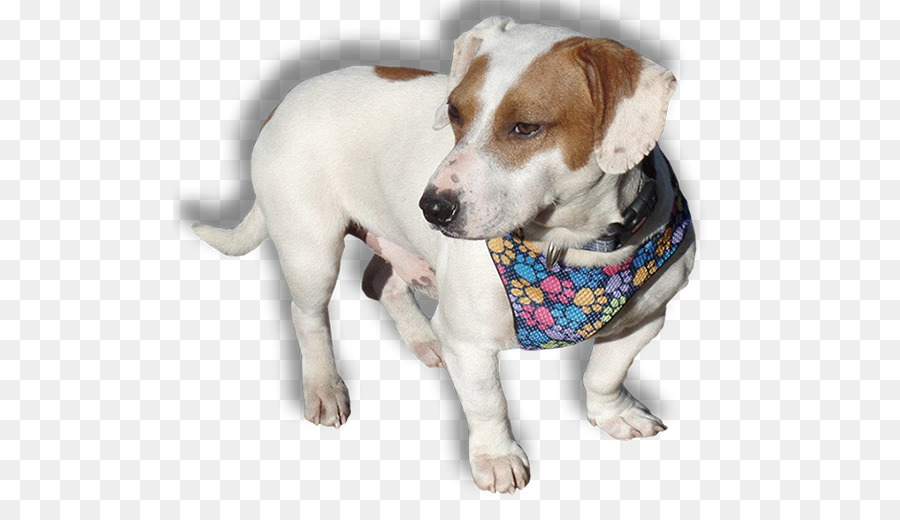 Jack Russell Terrier，Russell Terrier PNG