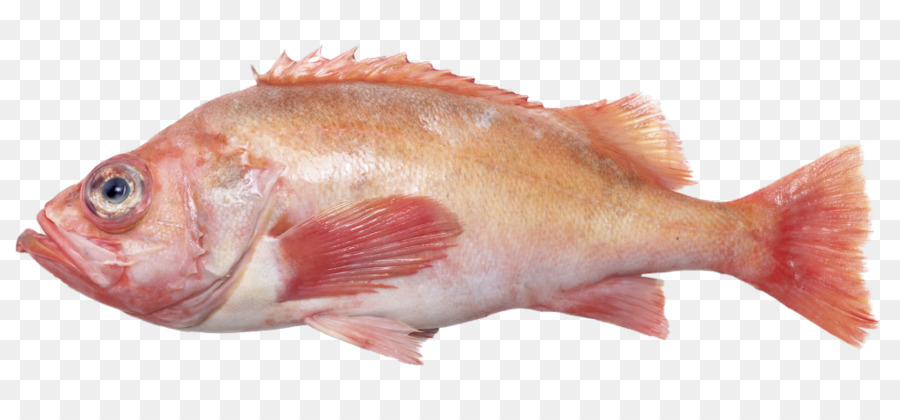 El Norte De Pargo Rojo，Los Productos De Pescado PNG