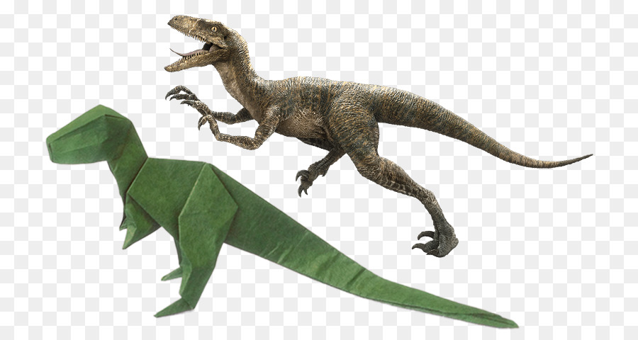 Velociraptor，Tyrannosaurus PNG