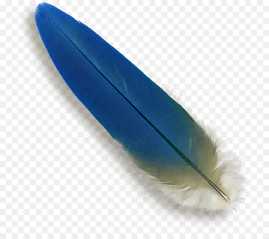 Pájaro，Pluma PNG