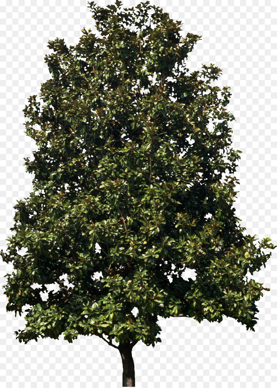 árbol，Planta PNG