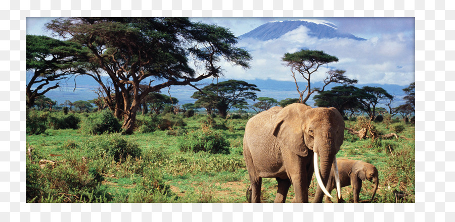 Elefante De Arbusto Africano，África PNG