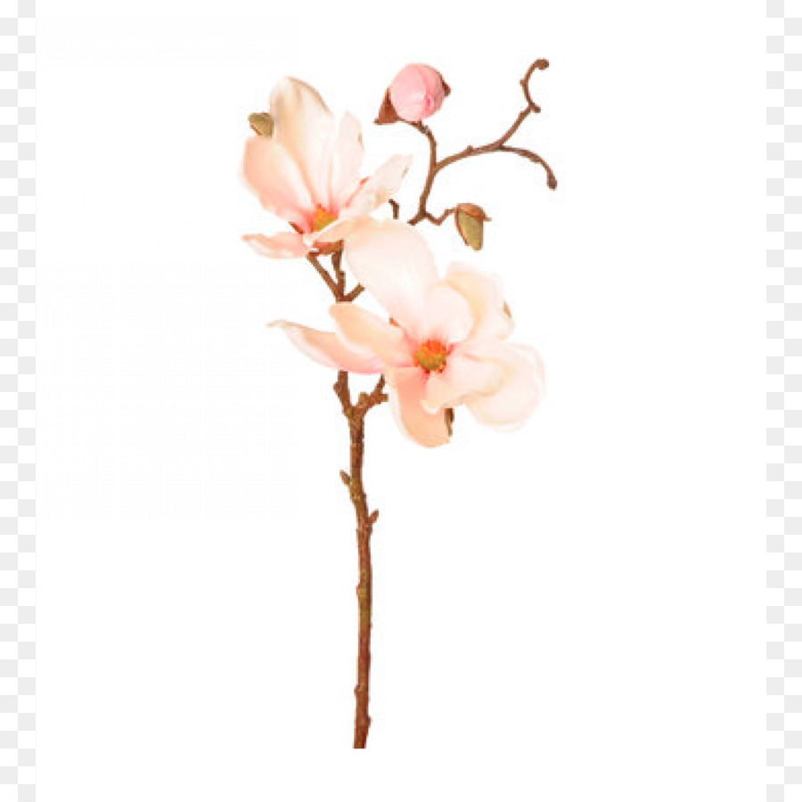 Flor De Magnolia，Florecer PNG