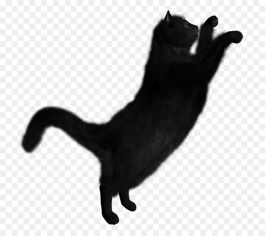 Gato Negro，Felino PNG