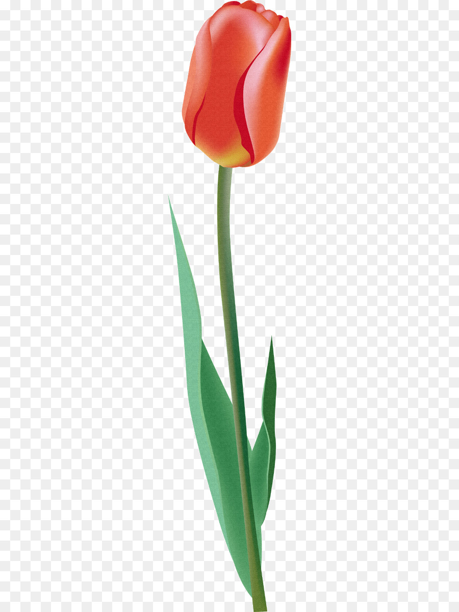 Tulipán Rojo，Provenir PNG