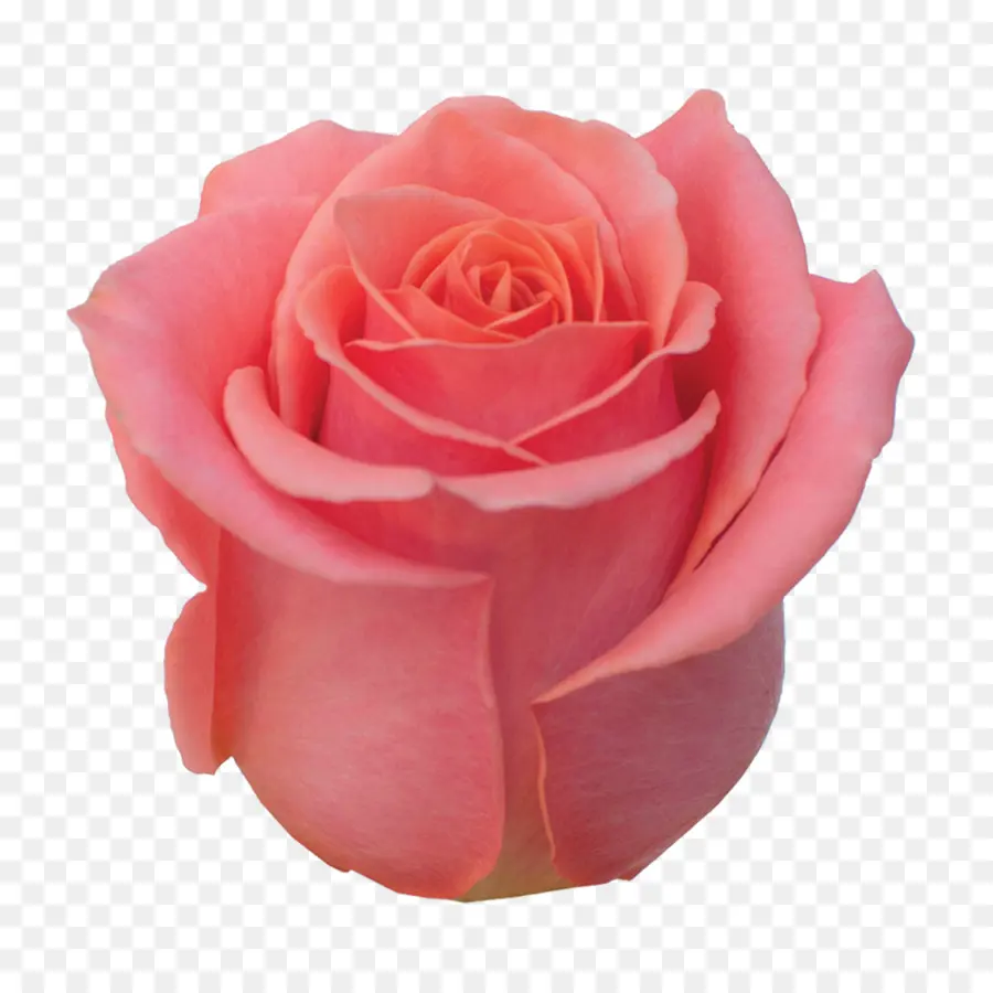 Rosas De Jardín，Rosa De Repollo PNG