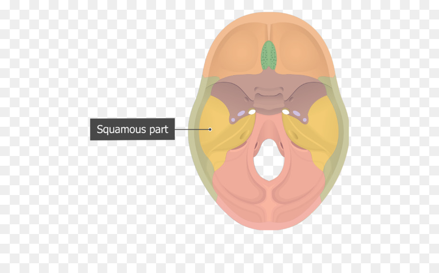 Agujero De Estilomastoides，Foramen Magnum PNG