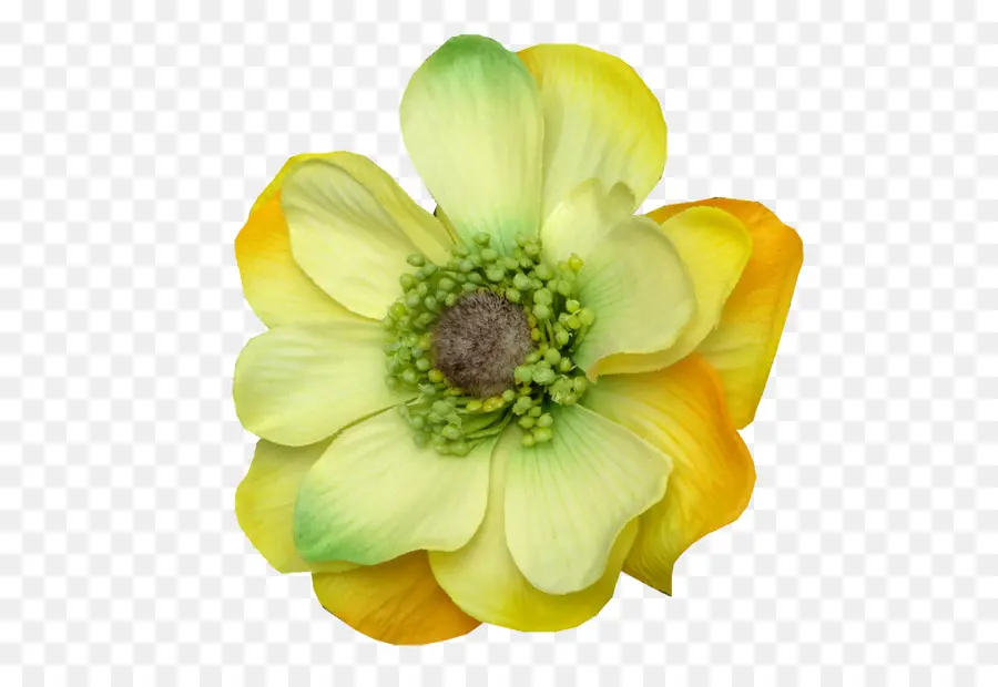 Flor Amarilla，Florecer PNG