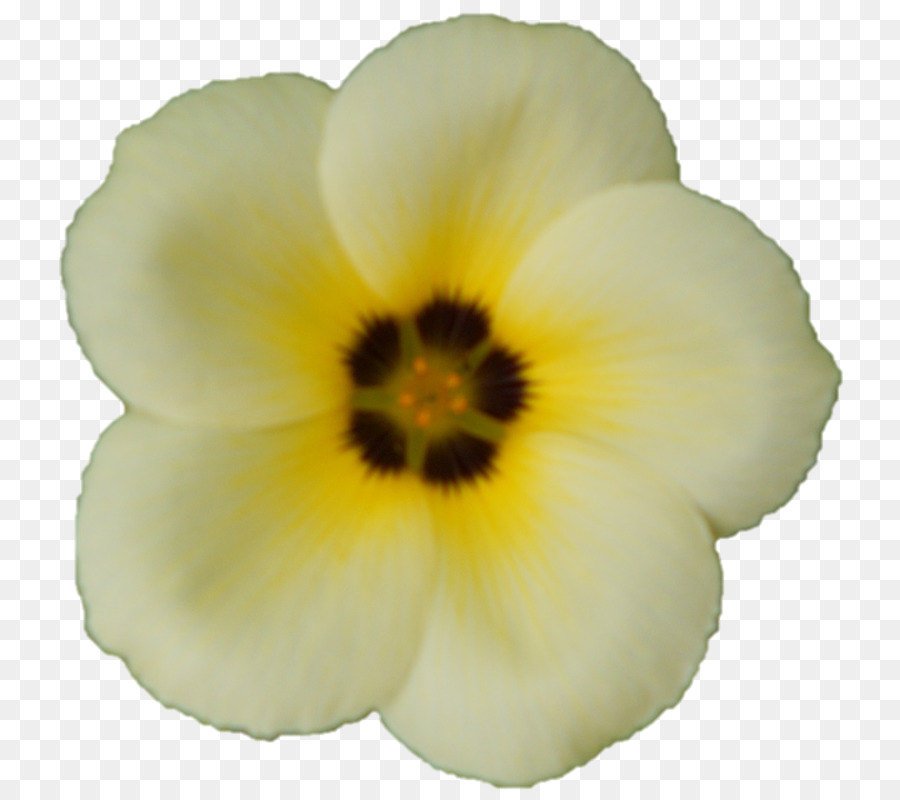 Flor Blanca，Florecer PNG