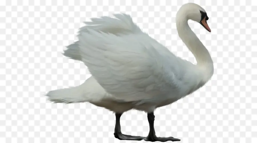 Cygnini，Cisnes Y Gansos PNG