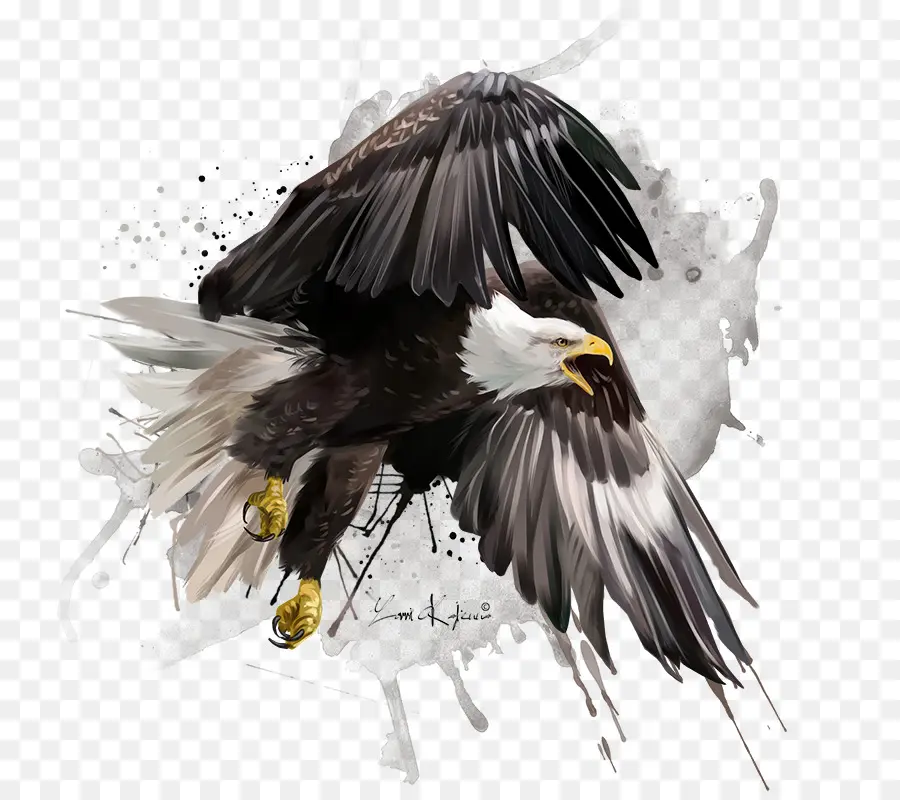 Águila Calva，Dibujo PNG