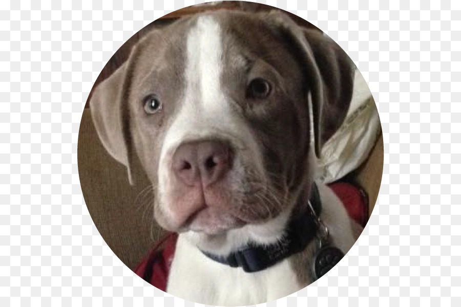 Pit Bull，American Pit Bull Terrier PNG