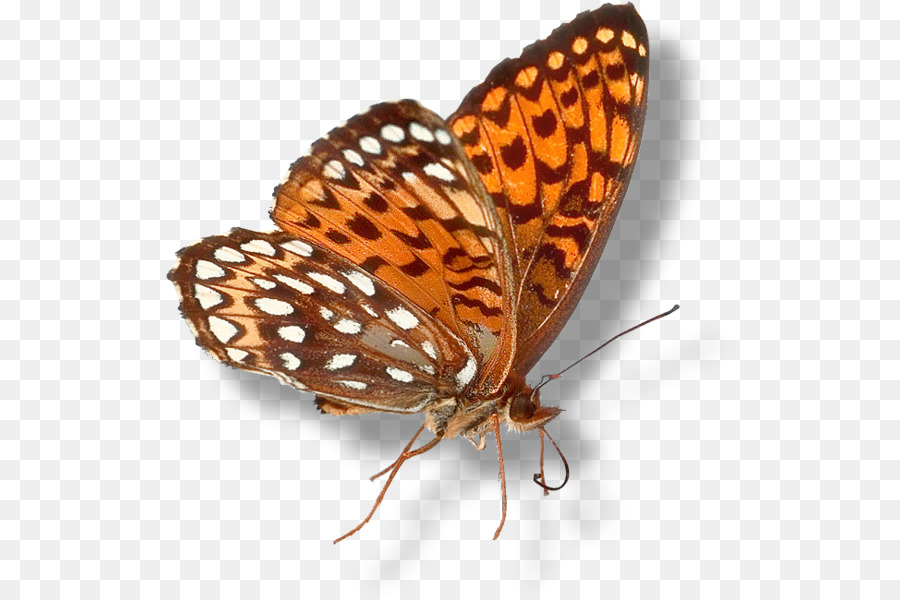 Mariposa Monarca，Mariposas Con Pincel PNG